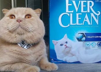 Kedi Kumu Kullanımında Yapılan Hatalar