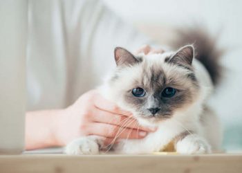 Kediler İçin Aşı Takvimi ve Takip İpuçları