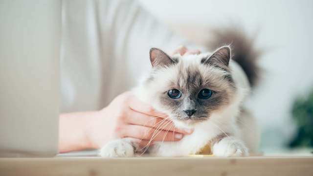 Kediler İçin Aşı Takvimi ve Takip İpuçları
