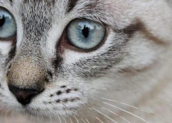 Kedilerde Toksoplazma Hastalığı