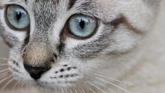 Kedilerde Toksoplazma Hastalığı