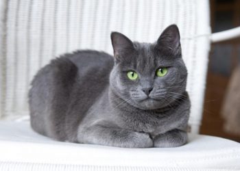 Mavi Rus Kedisi Özellikleri ve Bakımı