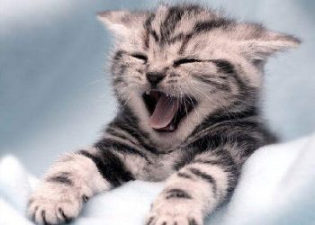 Yavru Kedilerde Saldırgan Davranışlar
